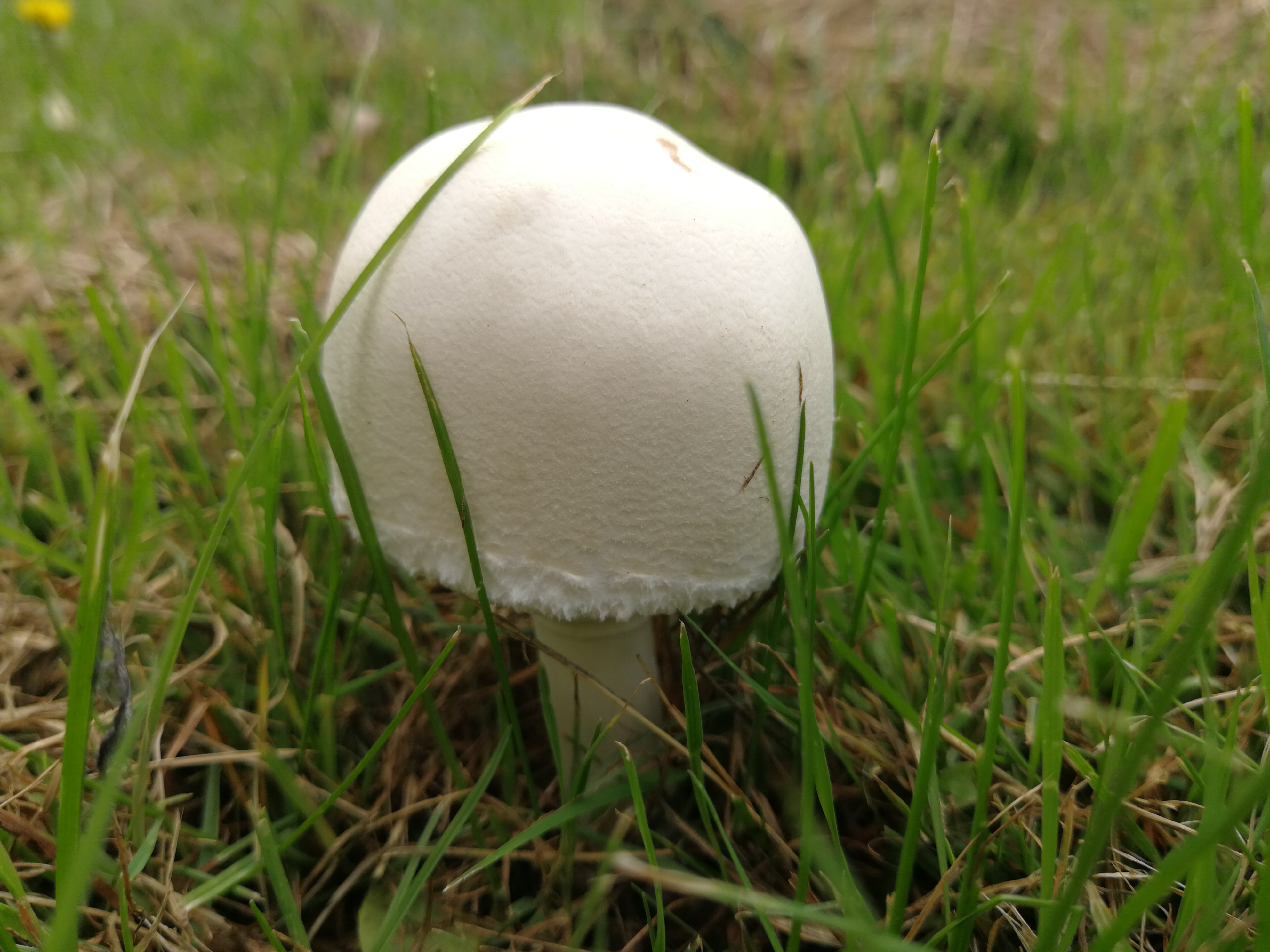 Seidiger Egerlingsschirmling - Blick von schräg oben auf ein junges Exemplar. Die Hutform ist hier noch halbkugelig-glockig. 